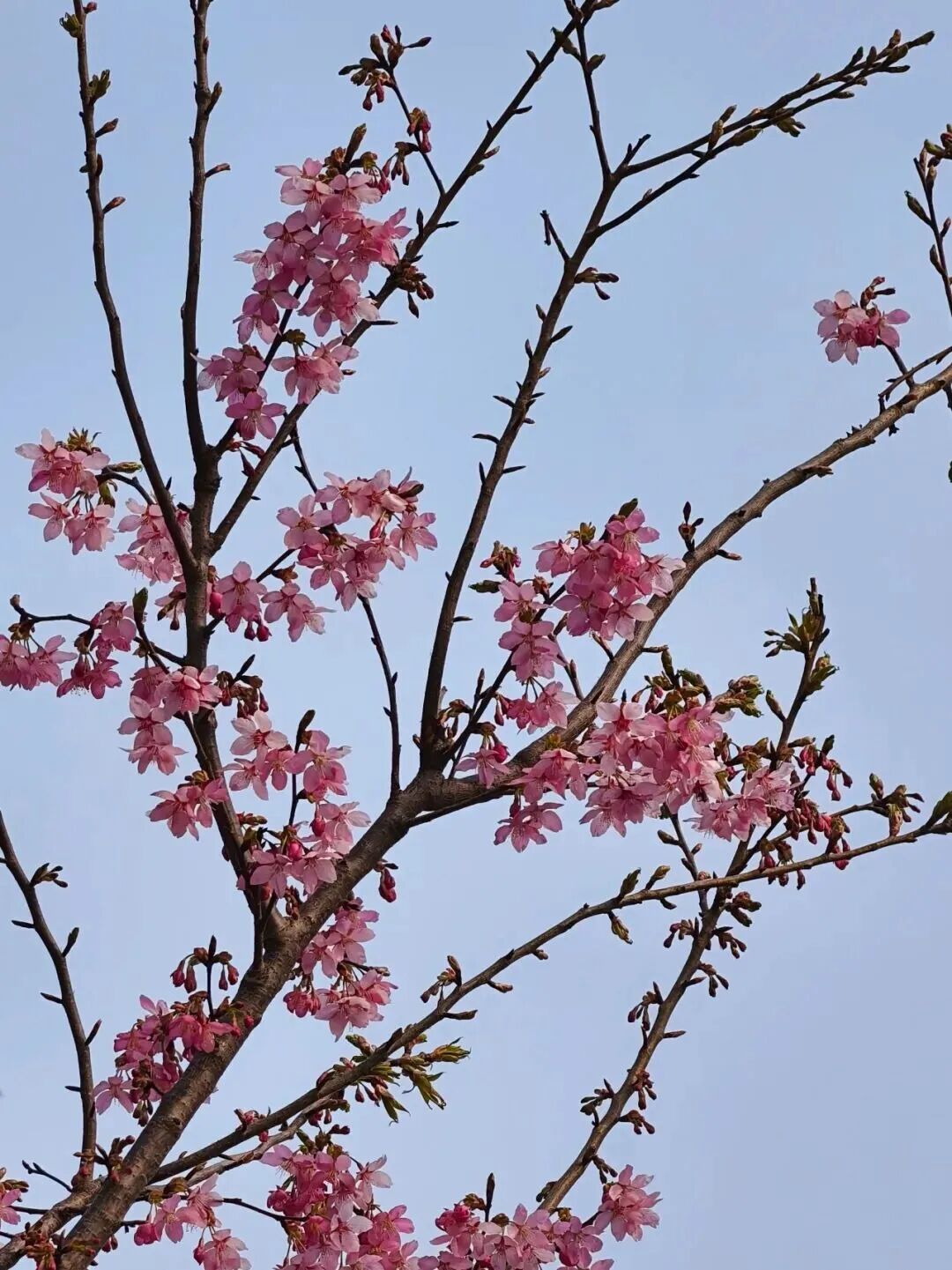 河南樱花地图上新！粉染中原，惊艳整个春天