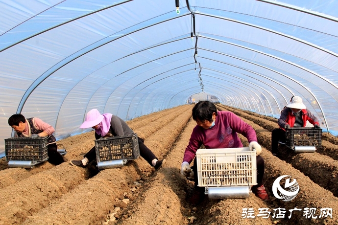 新蔡县陈店镇：生姜种植绘就乡村振兴新图景