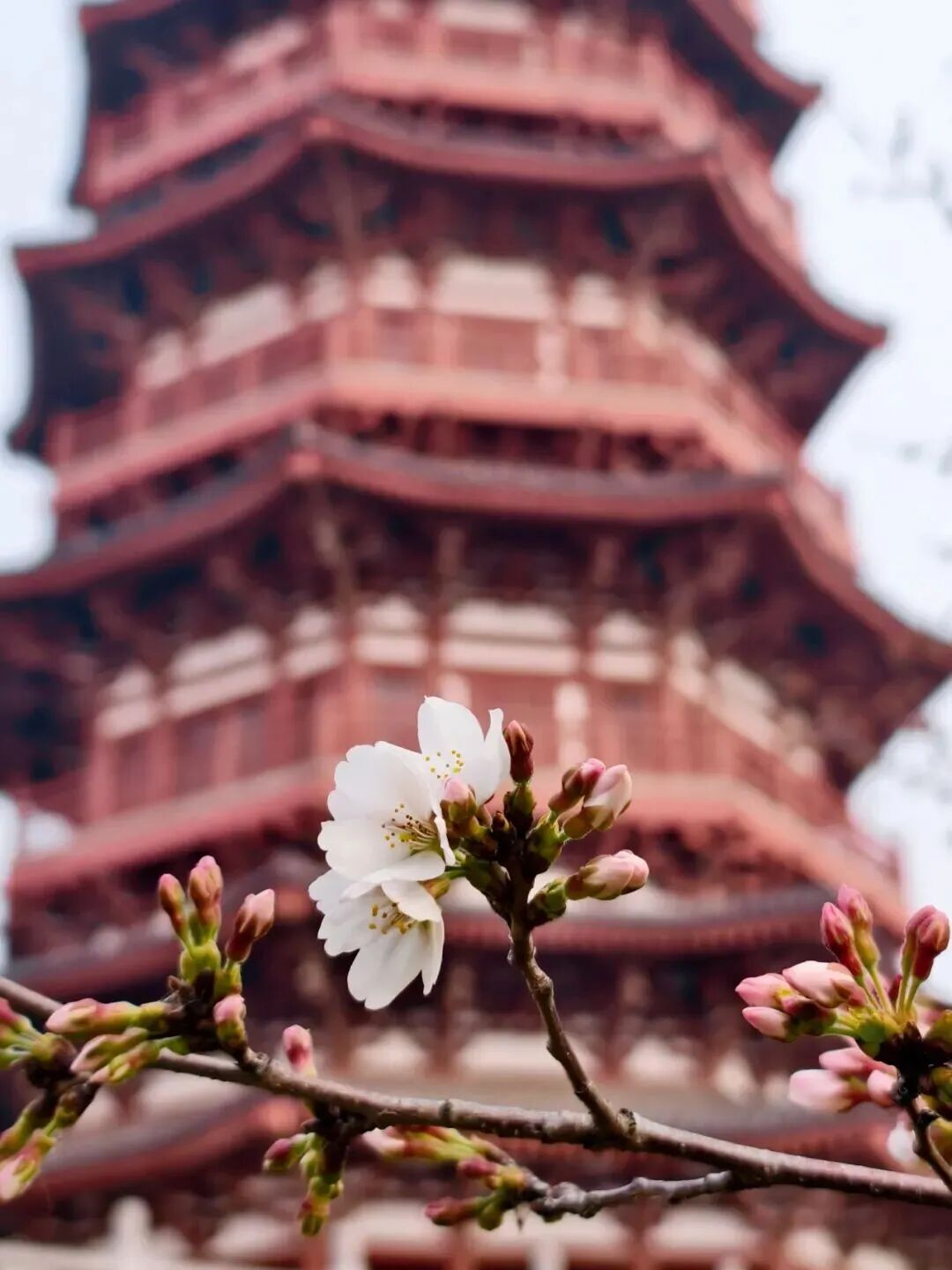 河南樱花地图上新！粉染中原，惊艳整个春天