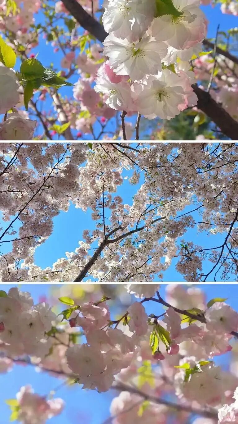 河南樱花地图上新！粉染中原，惊艳整个春天