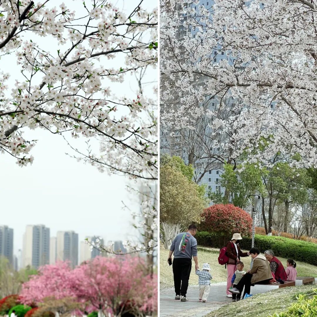 河南樱花地图上新！粉染中原，惊艳整个春天
