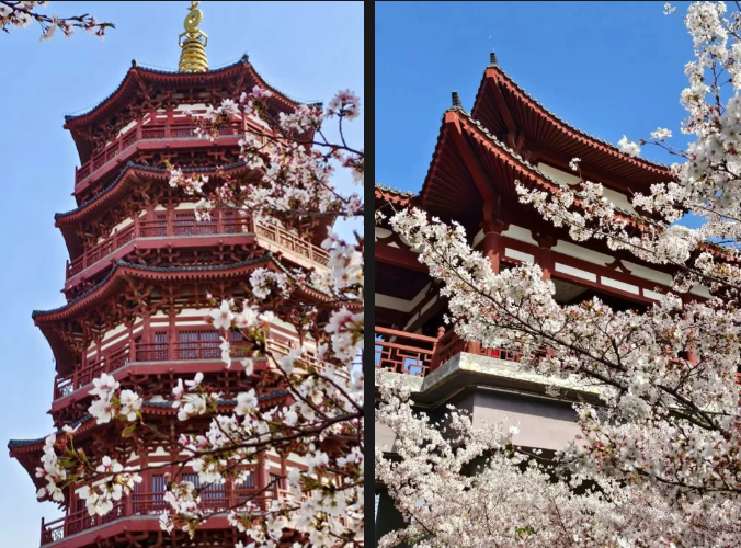 河南樱花地图上新！粉染中原，惊艳整个春天