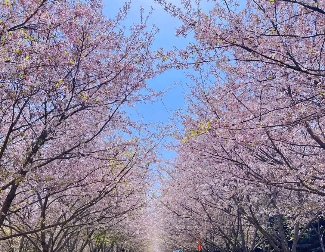 河南樱花地图上新！粉染中原，惊艳整个春天