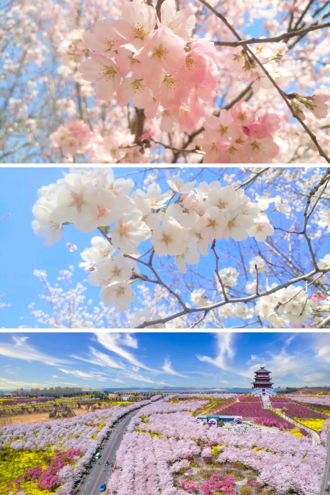 河南樱花地图上新！粉染中原，惊艳整个春天