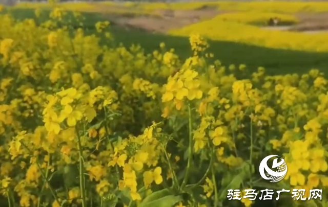 驻马店：油菜花海盛放如锦 市民争相打卡享春光