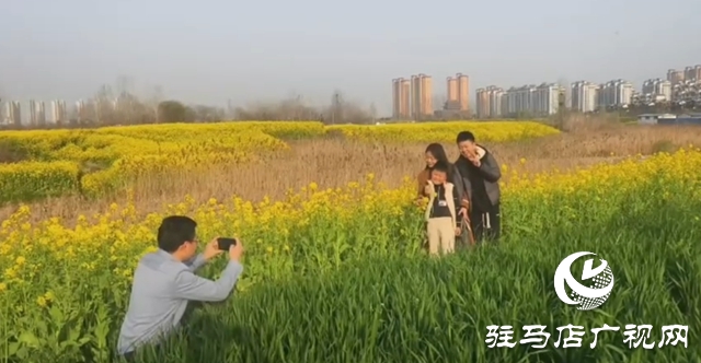 驻马店：油菜花海盛放如锦 市民争相打卡享春光