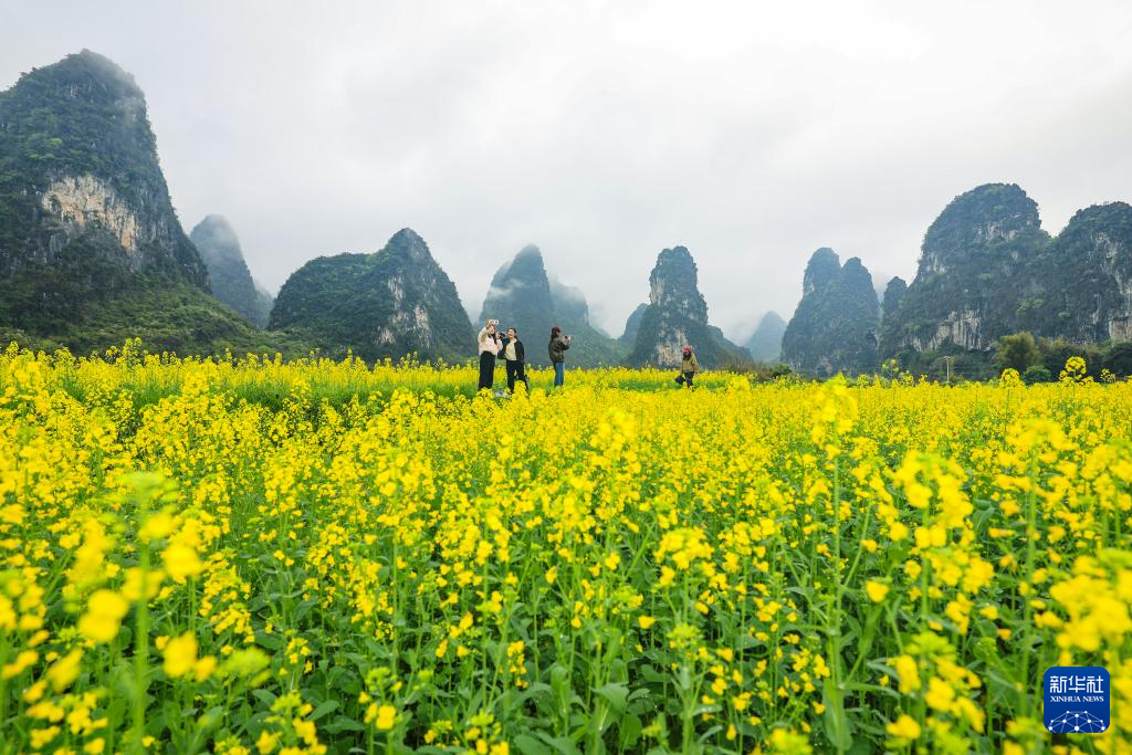 春花绘卷