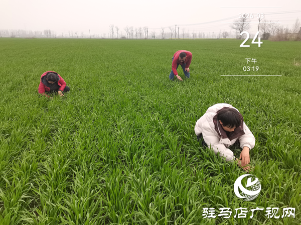 平舆县“线上预警+线下排查”双管齐下 筑牢夏粮病虫害防线