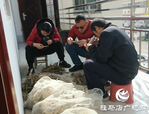 平舆县“线上预警+线下排查”双管齐下 筑牢夏粮病虫害防线