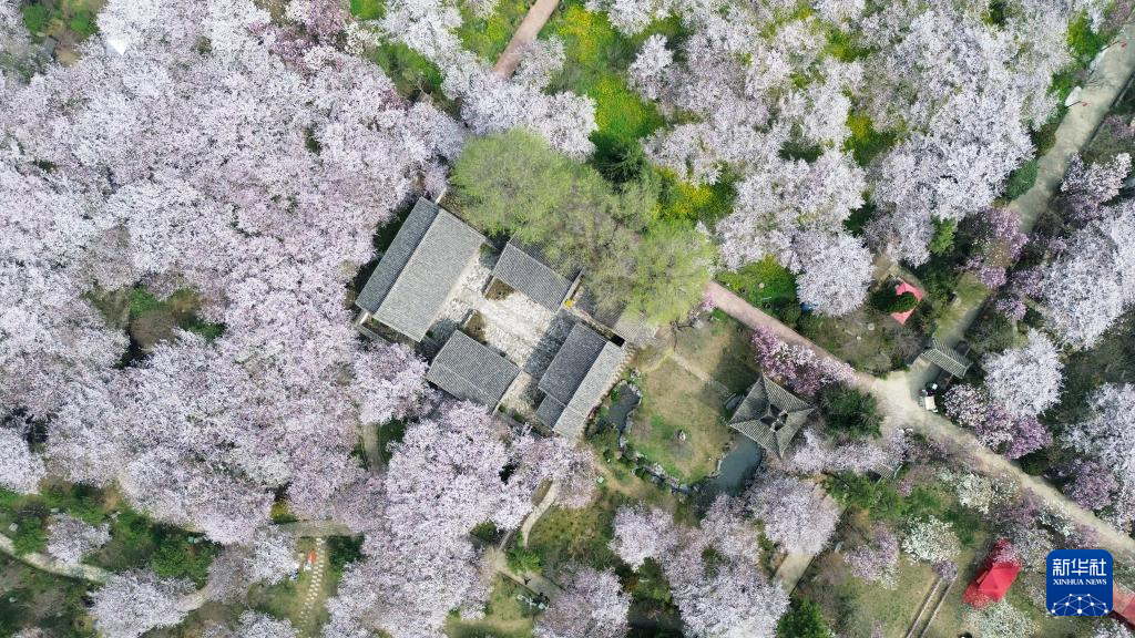 春花绘卷