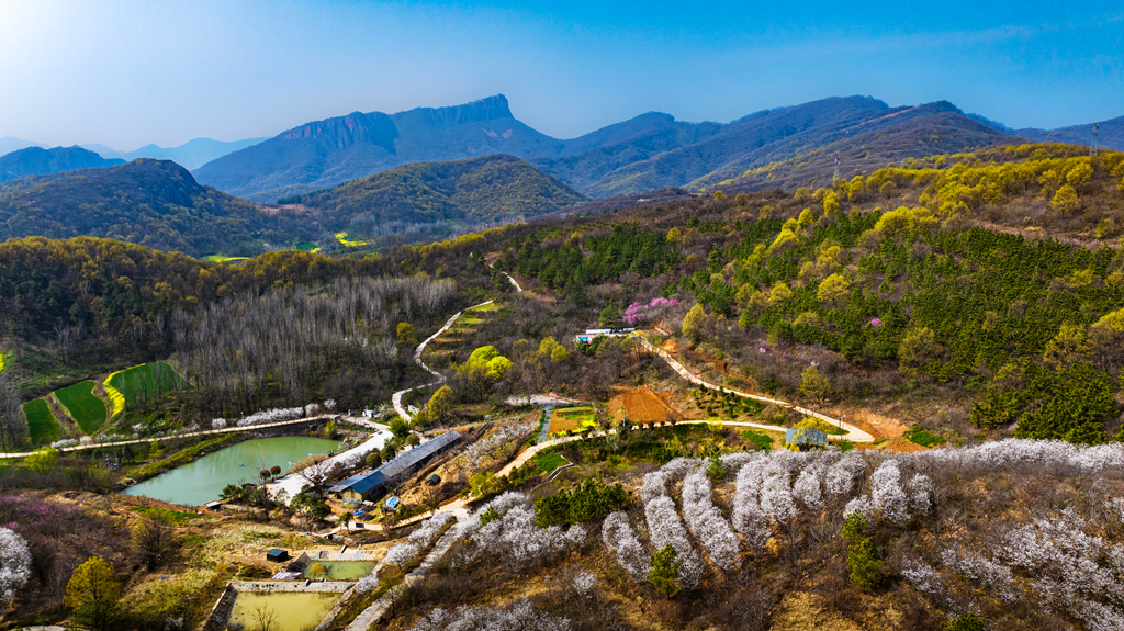 县区动态 | 绿染层峦 花漫春山