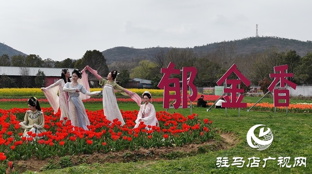 百万株郁金香绽放嵖岈山 &ldquo;美丽经济&rdquo;赋能乡村振兴