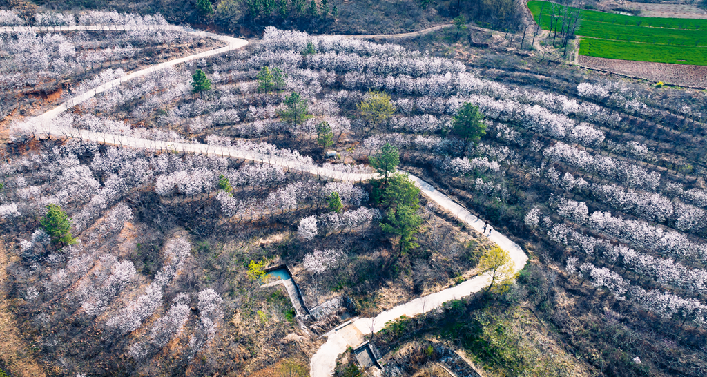 县区动态 | 绿染层峦 花漫春山