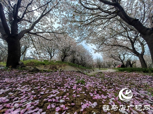赴樱约赏芳华 平舆蓝天&middot;芝麻小镇樱花节将于3月28日浪漫启幕