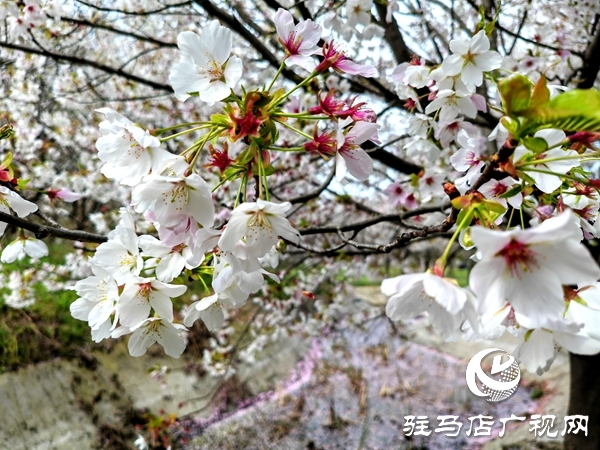 平舆蓝天·芝麻小镇樱花节3月28日将浪漫启幕