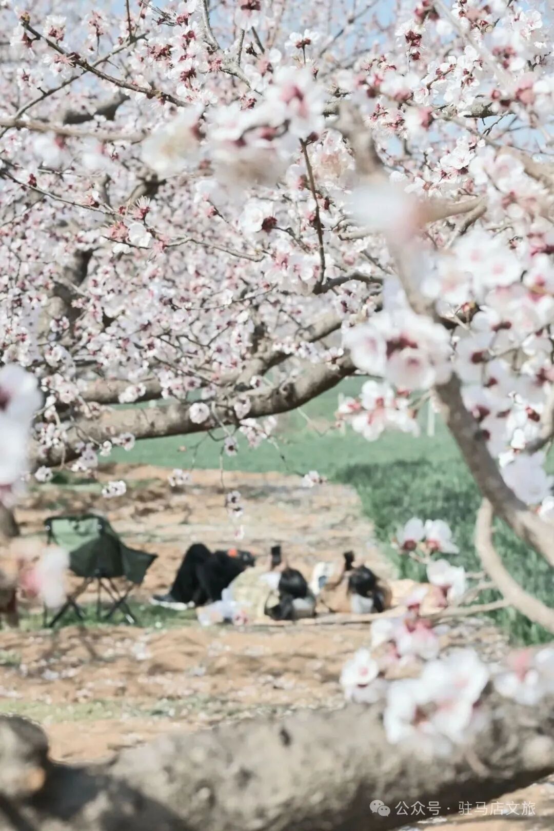 “十二花神”临天中，共赴花期君莫误——驻马店这些地方花开成海