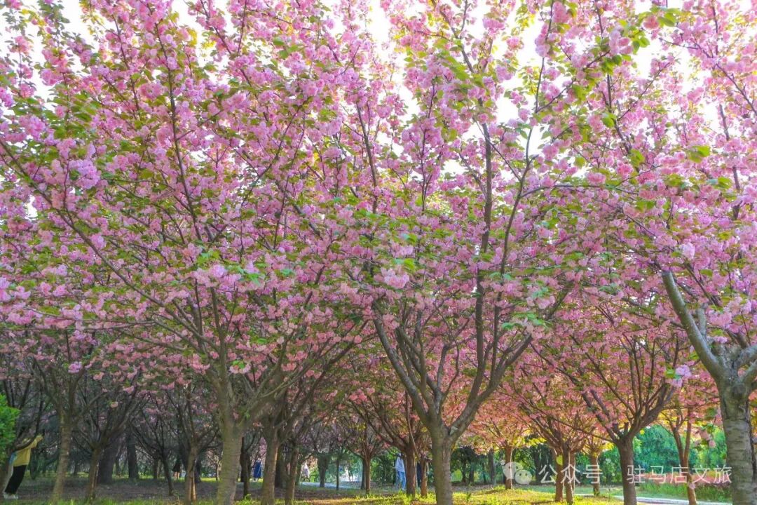 “十二花神”临天中，共赴花期君莫误——驻马店这些地方花开成海