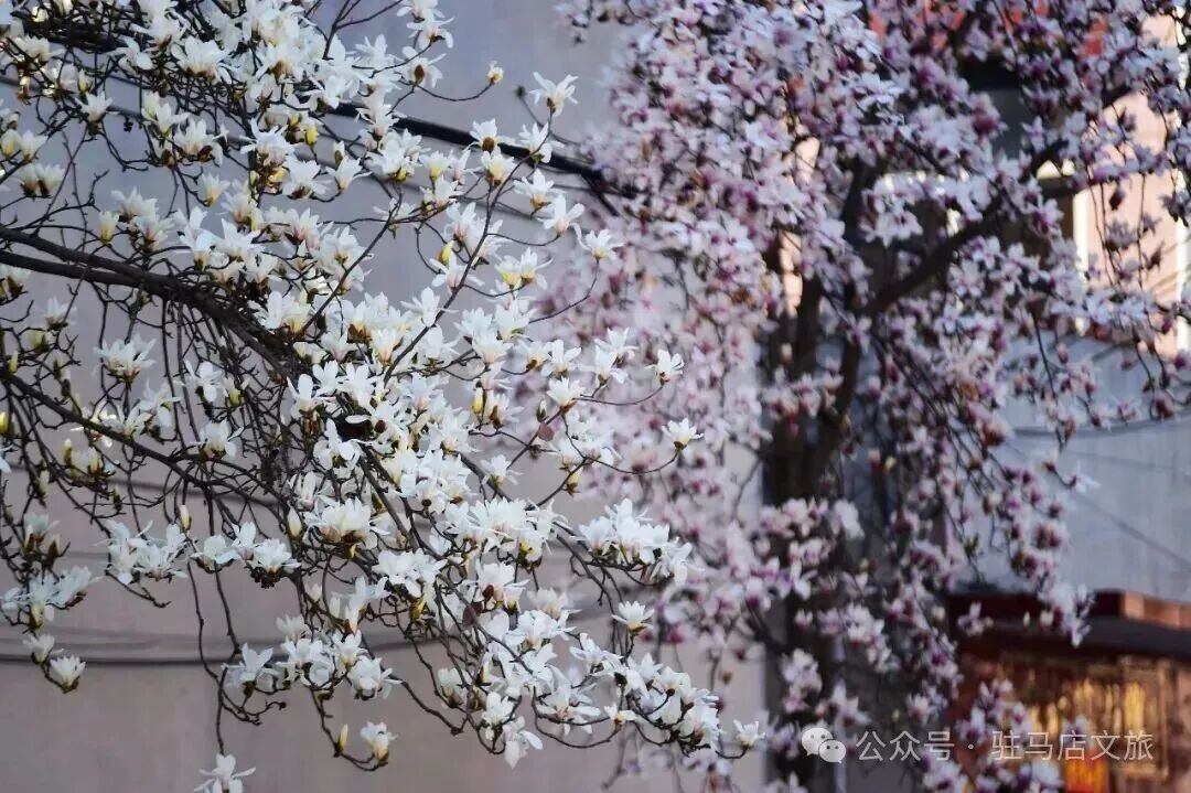 “十二花神”临天中，共赴花期君莫误——驻马店这些地方花开成海