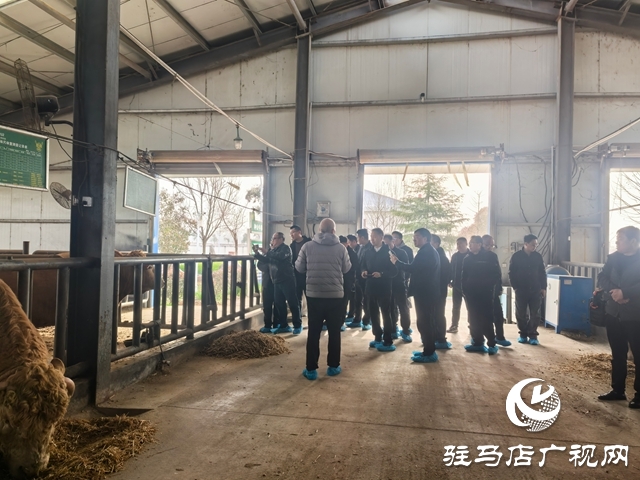 甘洛县考察团莅临泌阳县考察夏南牛产业发展
