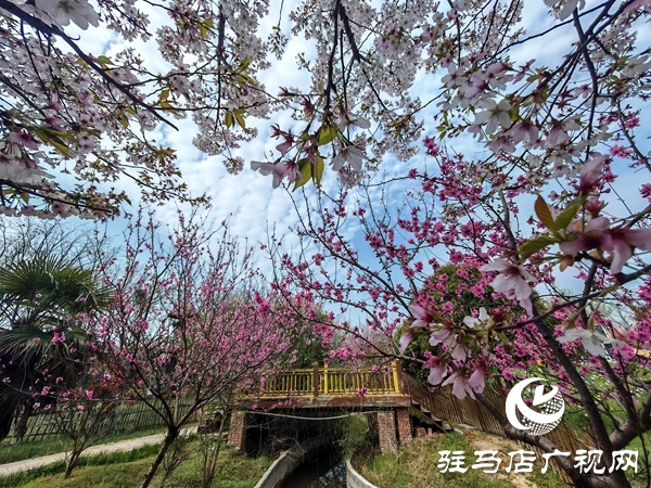 赴樱约赏芳华 平舆蓝天&middot;芝麻小镇樱花节将于3月28日浪漫启幕