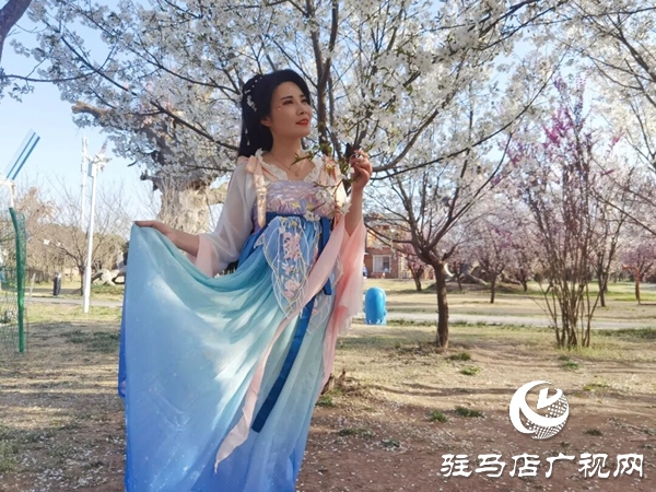 赴樱约赏芳华 平舆蓝天&middot;芝麻小镇樱花节将于3月28日浪漫启幕