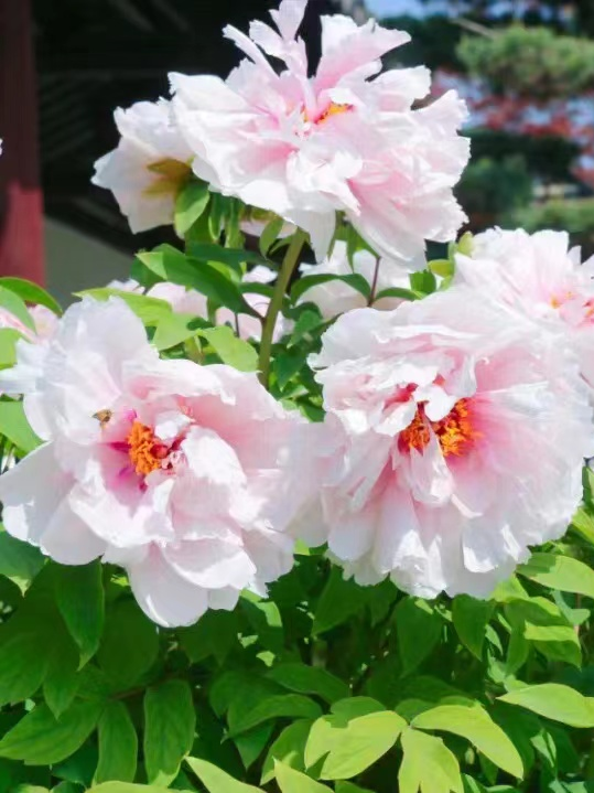 “十二花神”临天中，共赴花期君莫误——驻马店这些地方花开成海