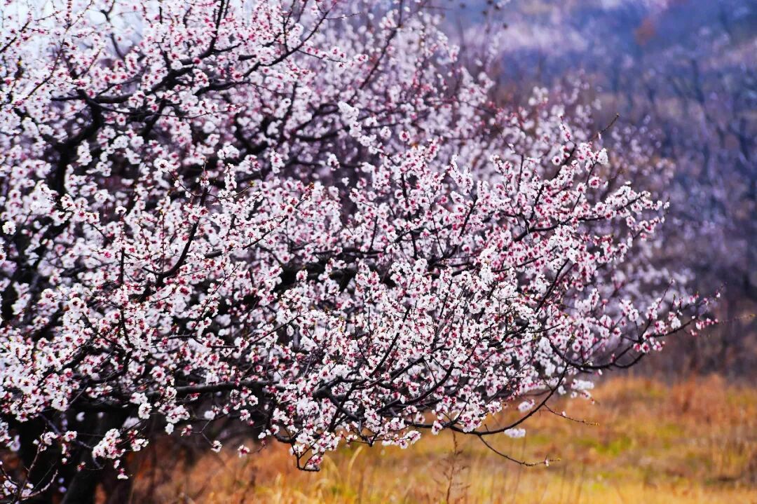 “十二花神”临天中，共赴花期君莫误——驻马店这些地方花开成海