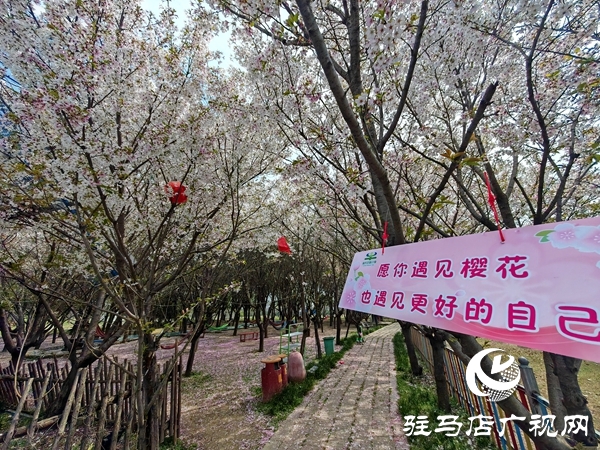 赴樱约赏芳华 平舆蓝天&middot;芝麻小镇樱花节将于3月28日浪漫启幕