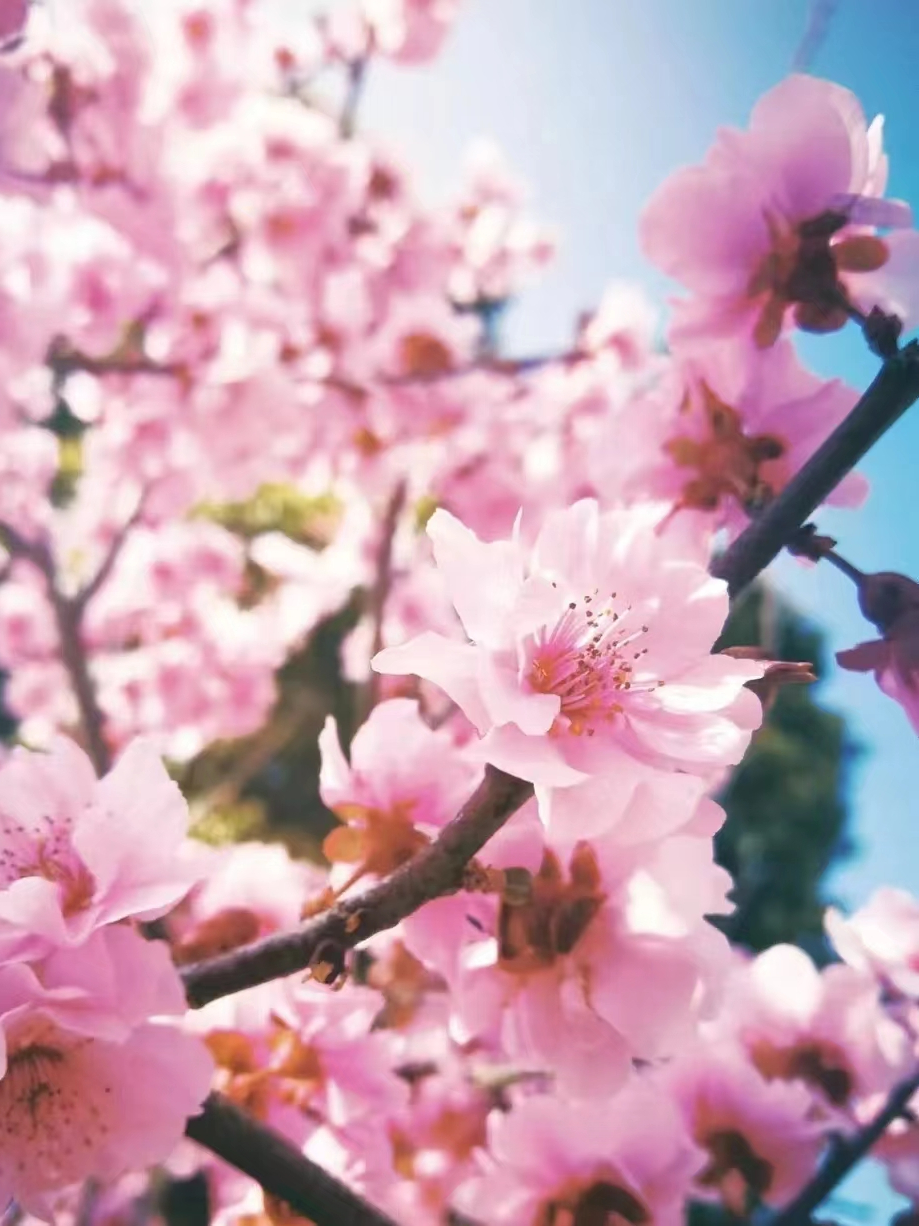 “十二花神”临天中，共赴花期君莫误——驻马店这些地方花开成海