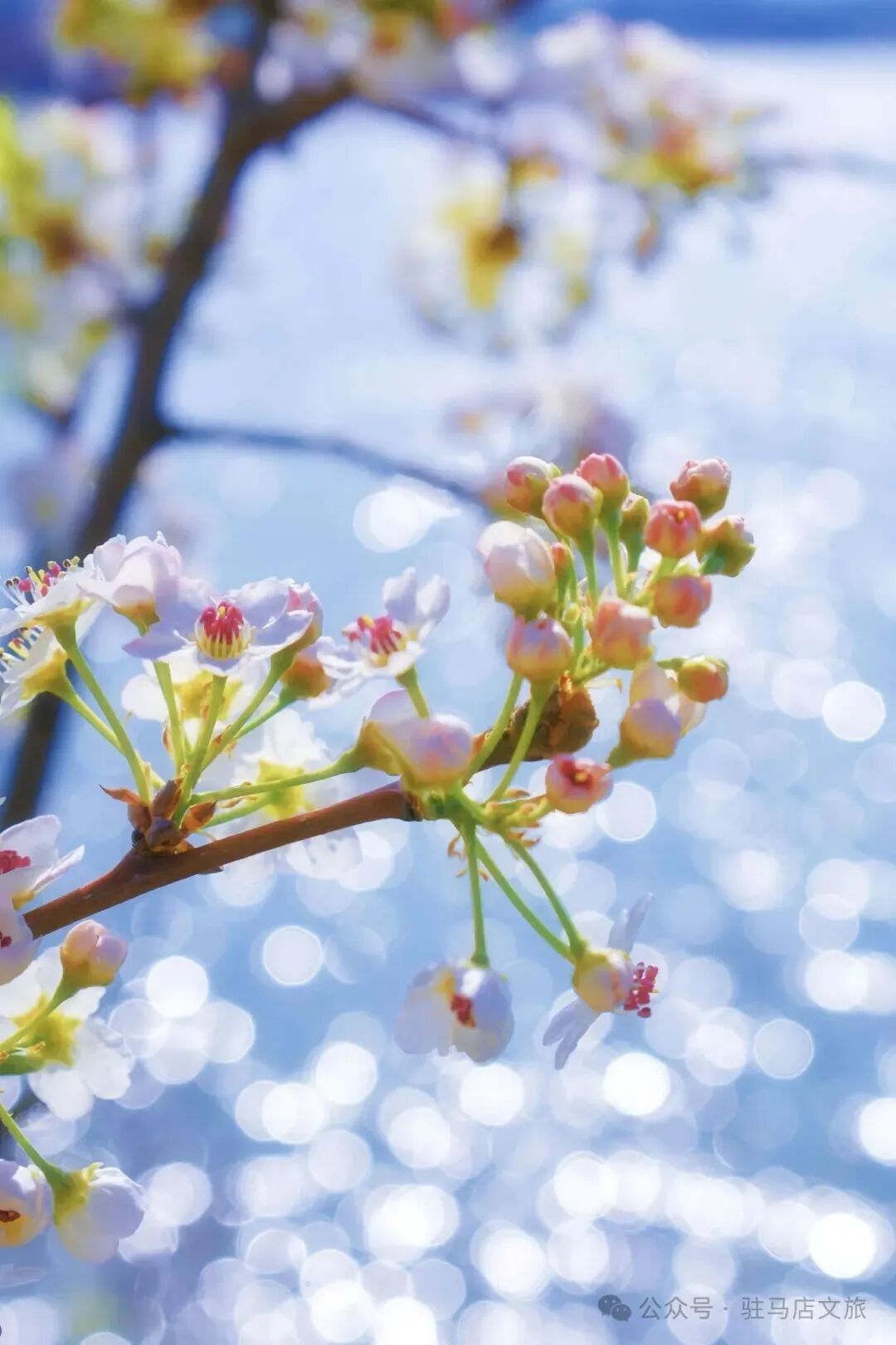 “十二花神”临天中，共赴花期君莫误——驻马店这些地方花开成海