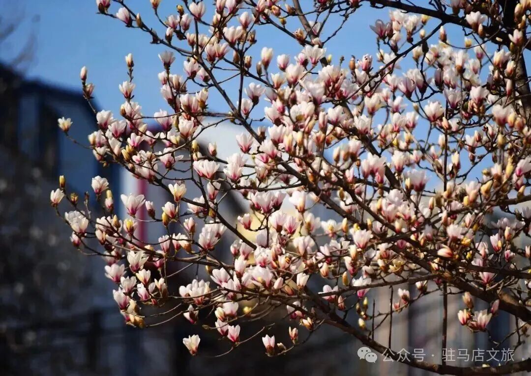 “十二花神”临天中，共赴花期君莫误——驻马店这些地方花开成海