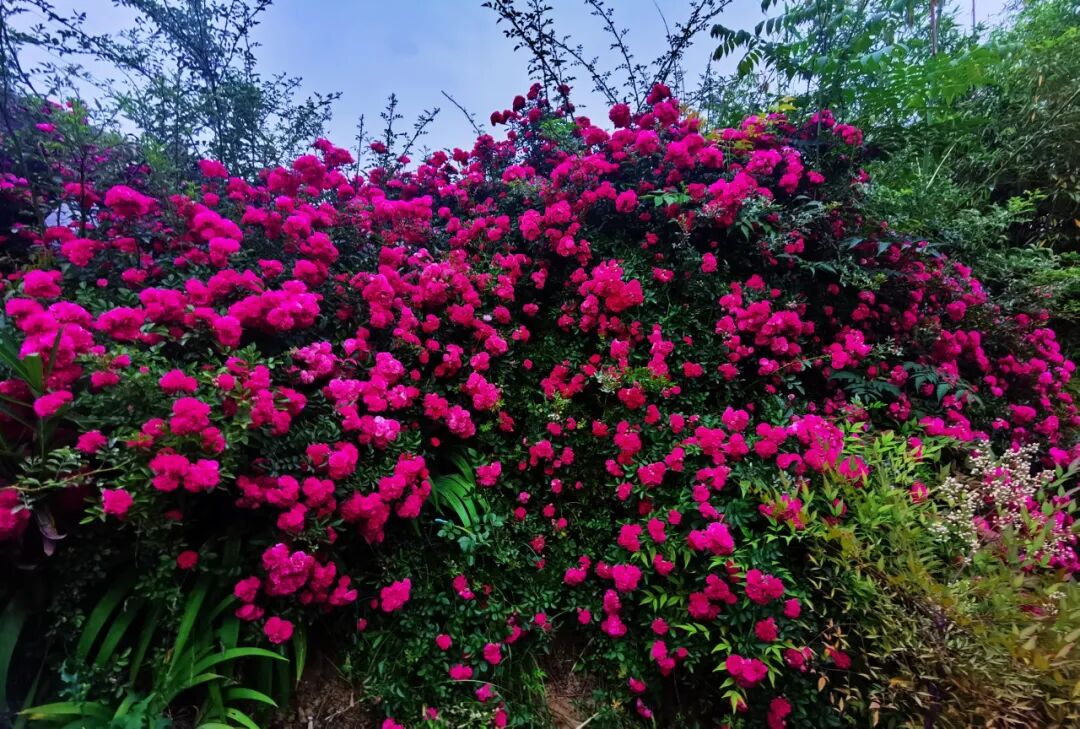 “十二花神”临天中，共赴花期君莫误——驻马店这些地方花开成海