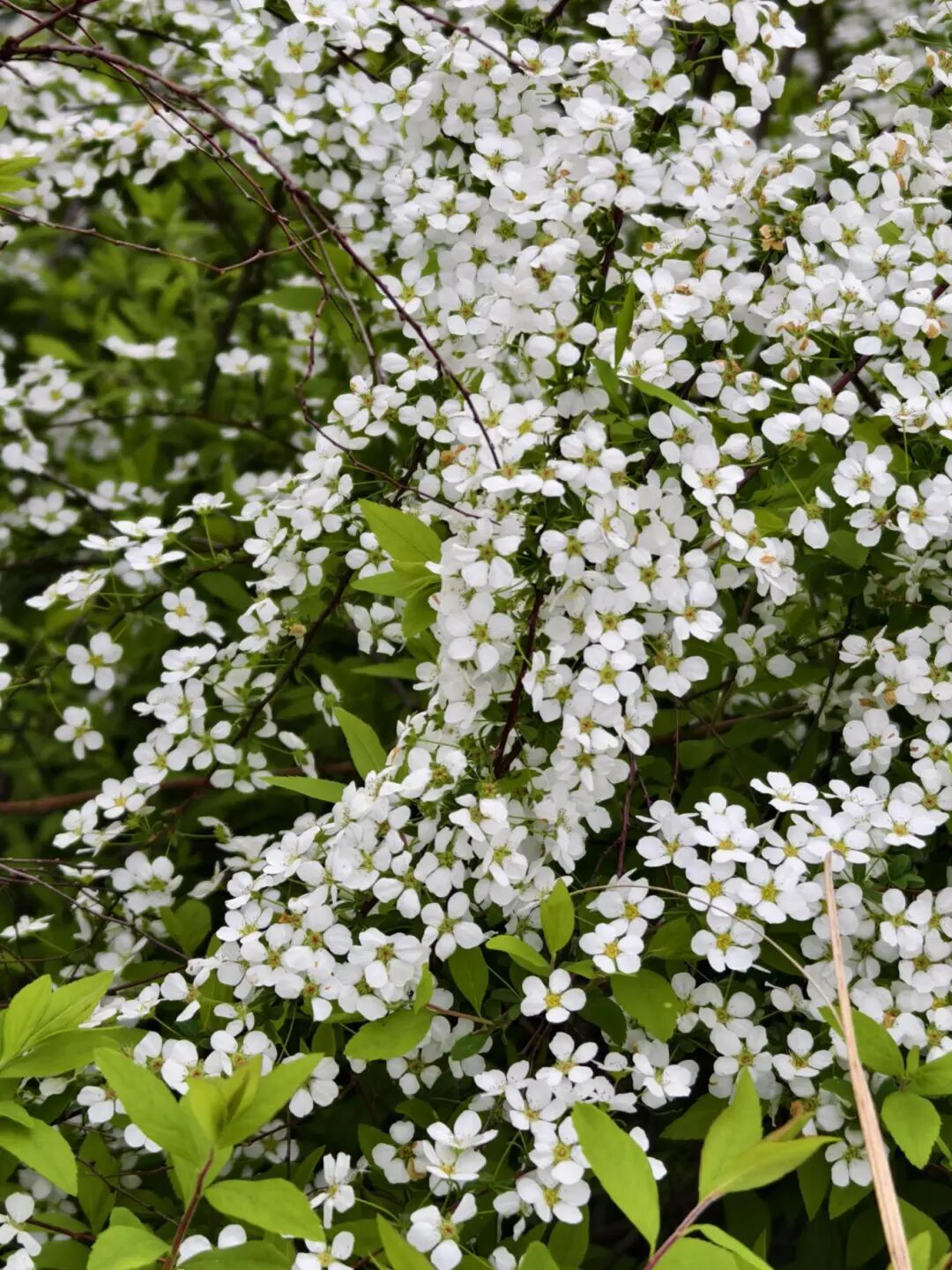 “十二花神”临天中，共赴花期君莫误——驻马店这些地方花开成海