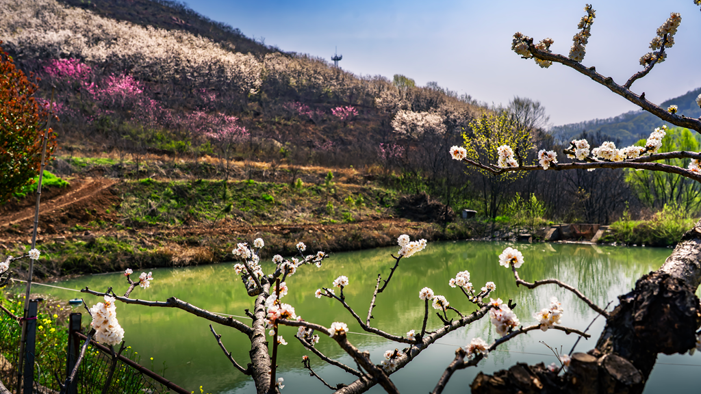 县区动态 | 绿染层峦 花漫春山