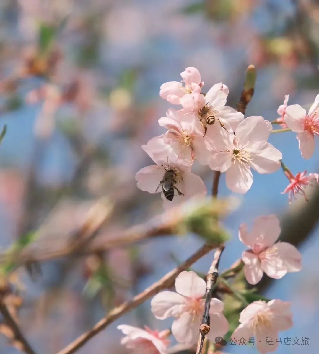 “十二花神”临天中，共赴花期君莫误——驻马店这些地方花开成海