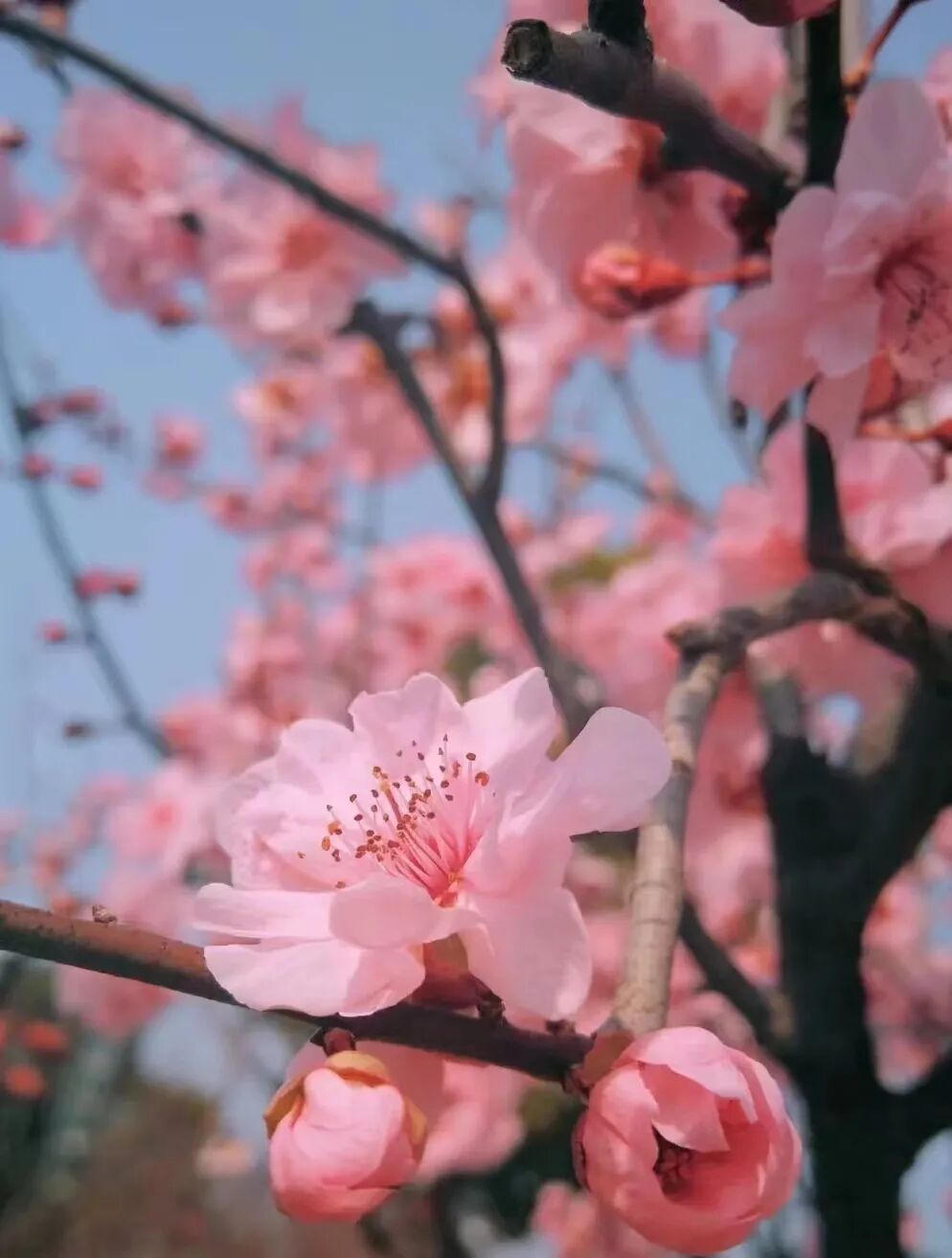 “十二花神”临天中，共赴花期君莫误——驻马店这些地方花开成海
