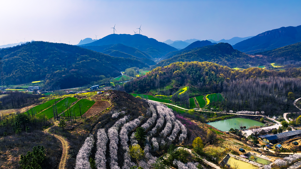 县区动态 | 绿染层峦 花漫春山
