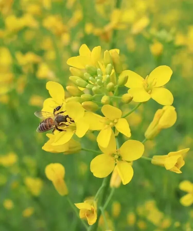 “十二花神”临天中，共赴花期君莫误——驻马店这些地方花开成海