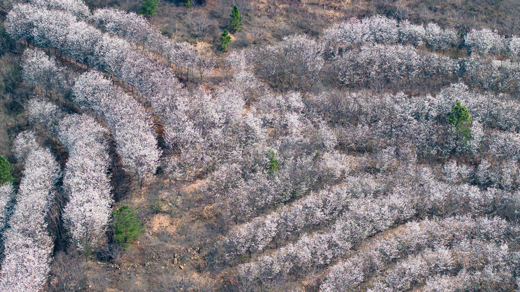 县区动态 | 绿染层峦 花漫春山