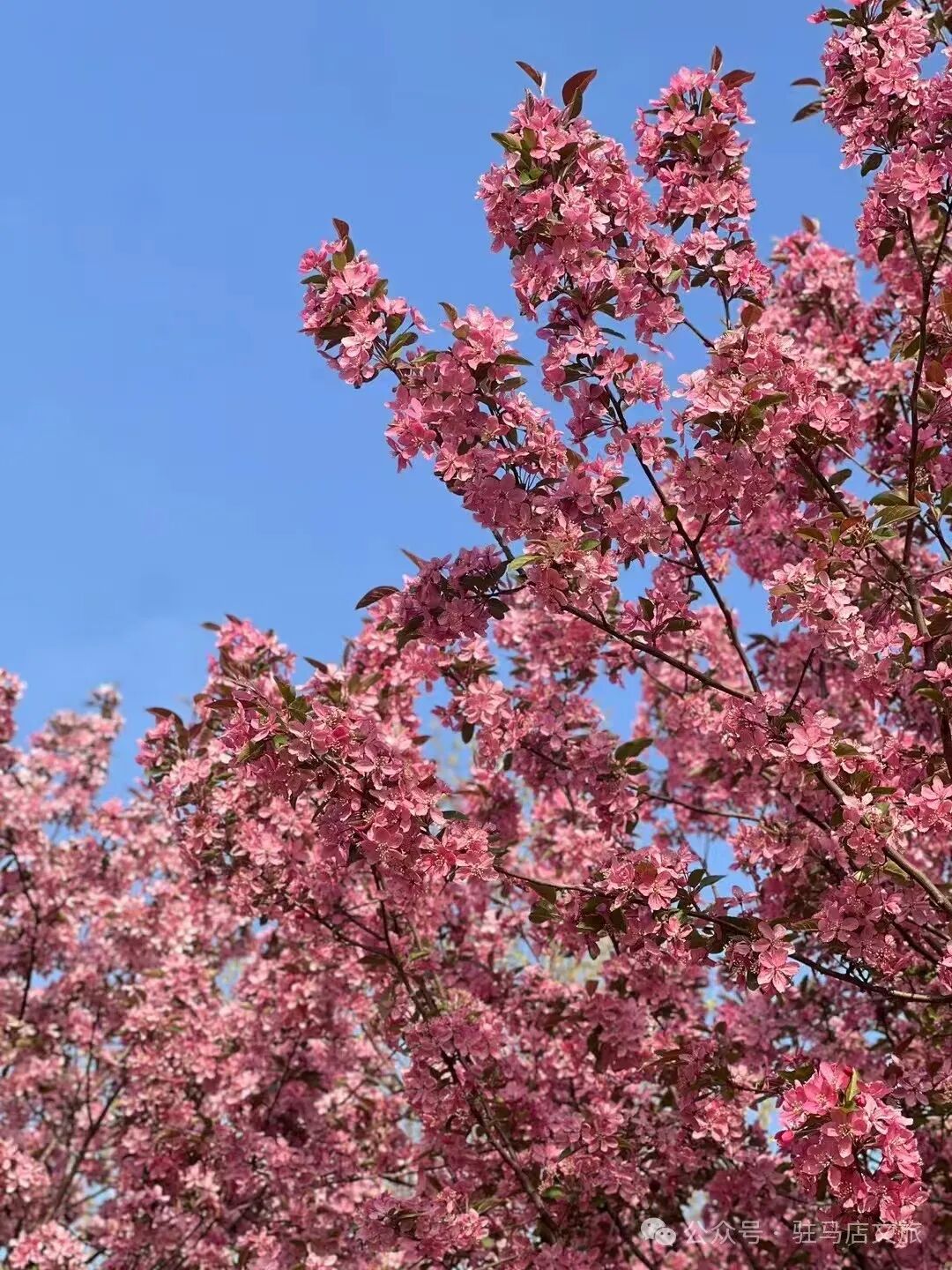 “十二花神”临天中，共赴花期君莫误——驻马店这些地方花开成海