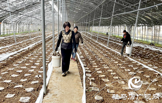 确山县瓦岗镇：羊肚菌迎来丰收季 特色产业助农增收
