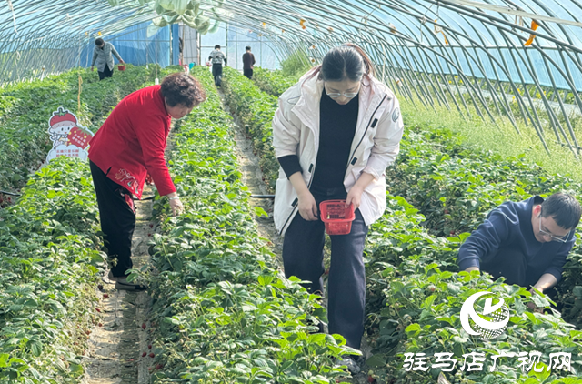 遂平县棉子山采摘园：轮作种植“不断档” 农旅融合“果飘香”