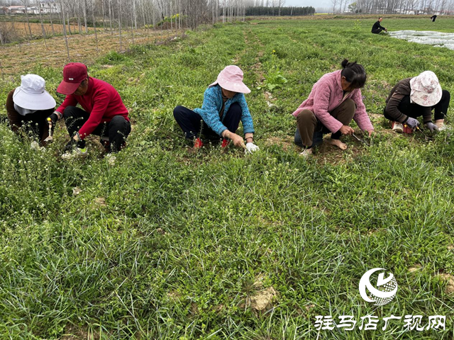 确山县瓦岗镇：抢抓农时春管忙 夏枯草田“种”出致富新希望