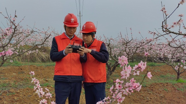 国网泌阳县供电公司：电力赋能万亩果园 点亮乡村“花果经济”