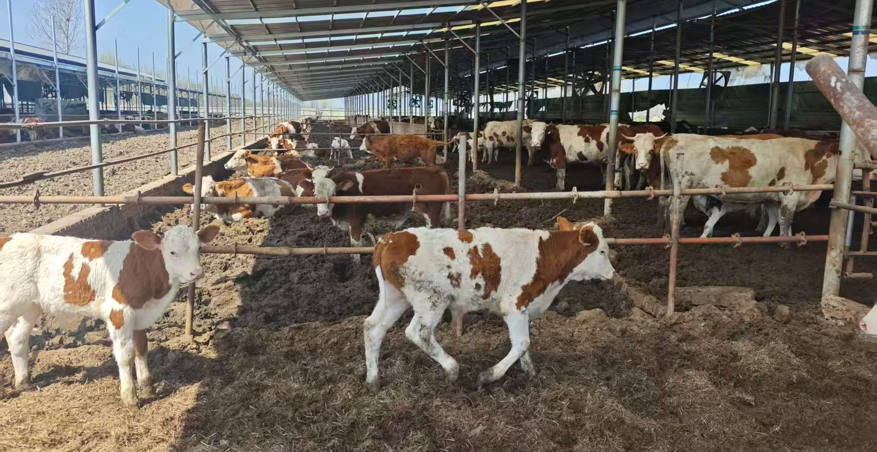 河南省科技特派员朱凤霞下沉一线精准指导春季畜禽养殖稳产提质