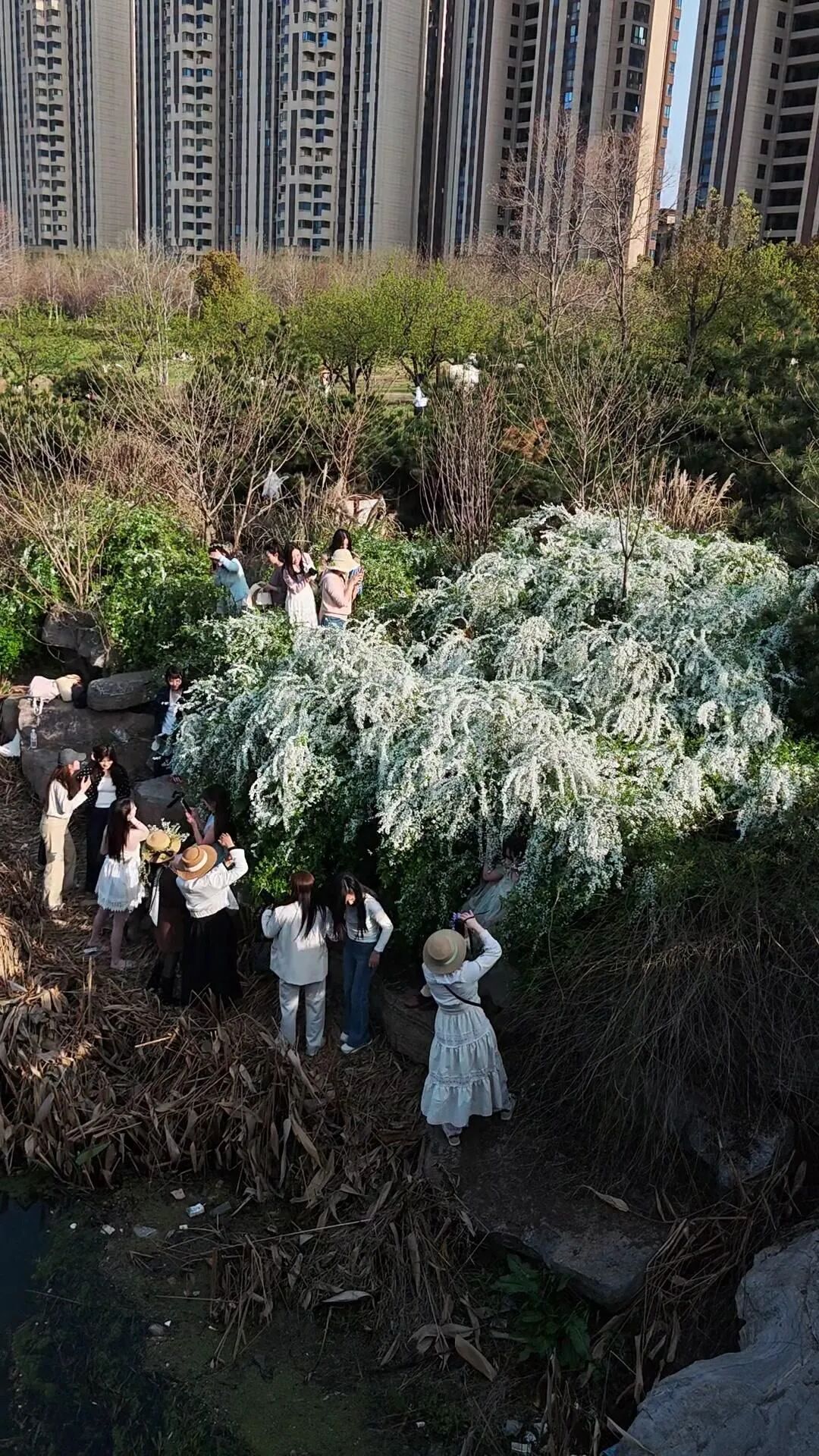 春日限定“飘雪”，枯木逢春的浪漫