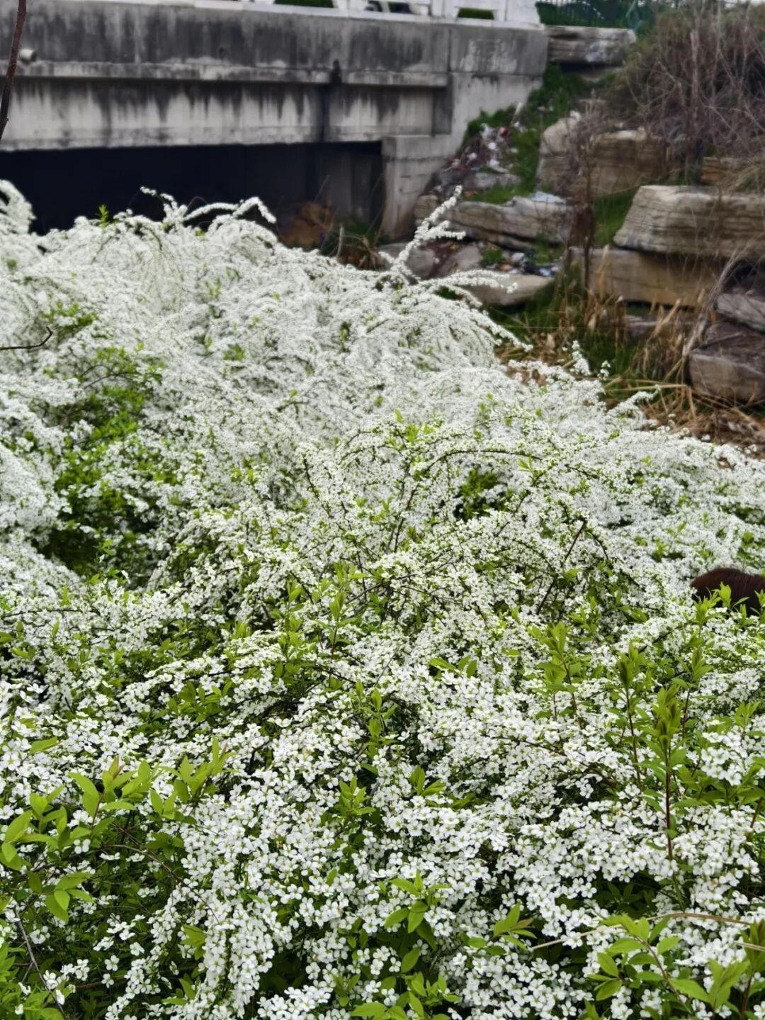 春日限定“飘雪”，枯木逢春的浪漫