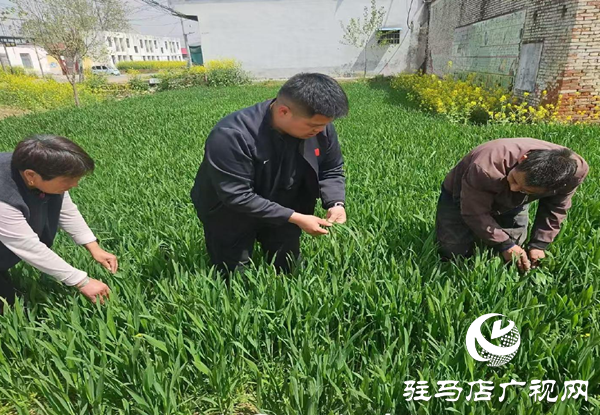 平舆特聘农技员一线&ldquo;把脉&rdquo;麦田 科技护航夏粮丰收