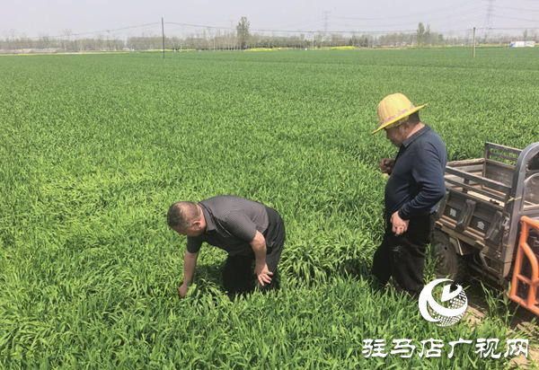 平舆特聘农技员一线“把脉”麦田 科技护航夏粮丰收