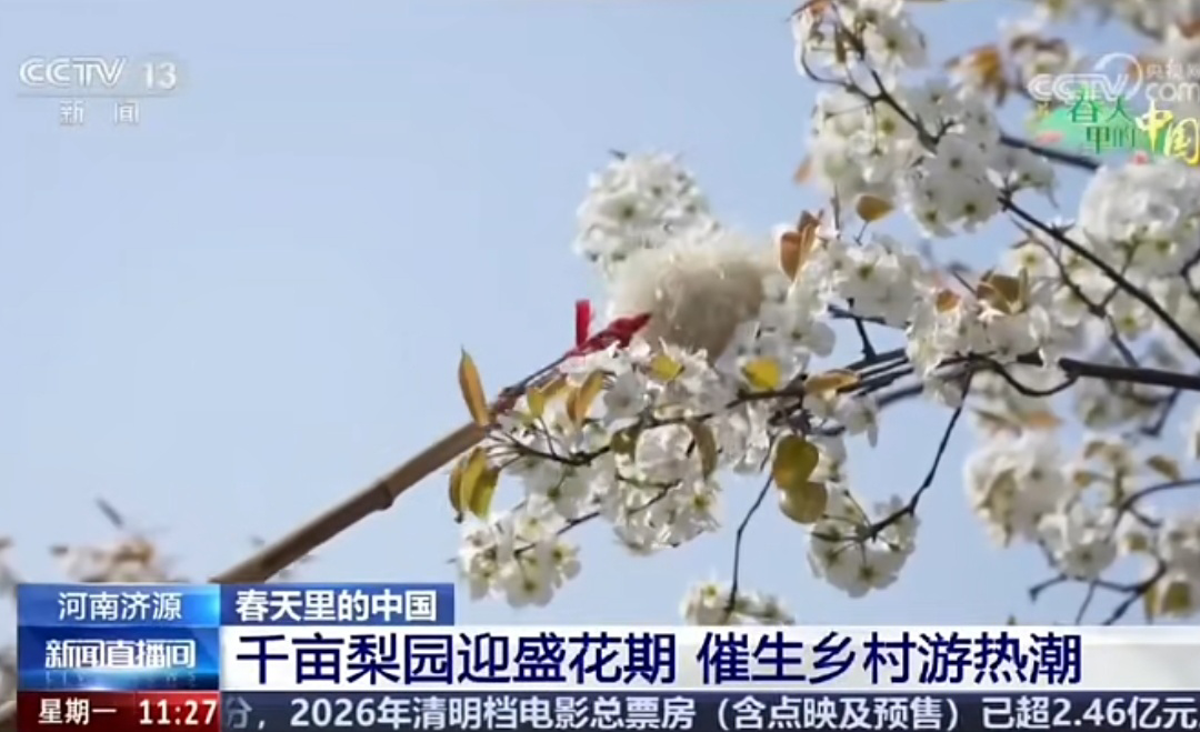 聚焦16次！跟着央视春游河南